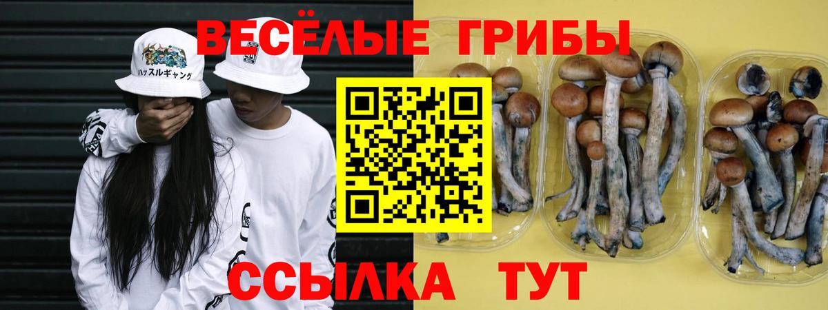 Галлюциногенные грибы Psilocybe Курск